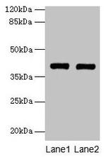 MAB21L1 Antibody in Western Blot (WB)
