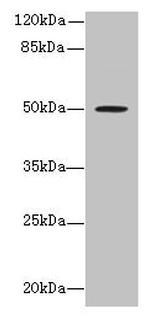 RUNDC3A Antibody in Western Blot (WB)