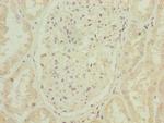 ARPIN Antibody in Immunohistochemistry (Paraffin) (IHC (P))