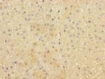 IFNLR1 Antibody in Immunohistochemistry (Paraffin) (IHC (P))