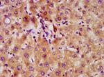 DMP4 Antibody in Immunohistochemistry (Paraffin) (IHC (P))