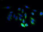 JAGN1 Antibody in Immunocytochemistry (ICC/IF)