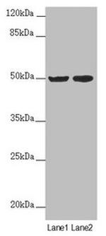 SLC39A7 Antibody in Western Blot (WB)