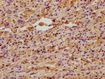 TID1 Antibody in Immunohistochemistry (Paraffin) (IHC (P))