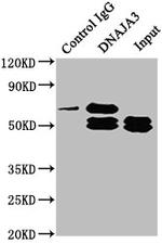 TID1 Antibody in Western Blot (WB)