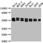 TID1 Antibody in Western Blot (WB)