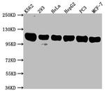 ITCH Antibody in Western Blot (WB)