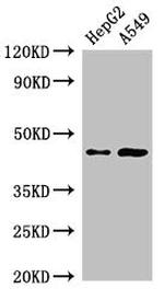 PIGK Antibody in Western Blot (WB)