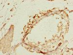 NEK11 Antibody in Immunohistochemistry (Paraffin) (IHC (P))