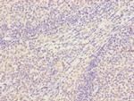 SNX18 Antibody in Immunohistochemistry (Paraffin) (IHC (P))