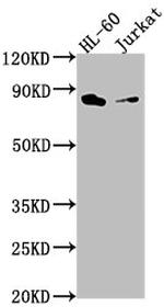 ELMO1 Antibody in Western Blot (WB)