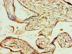 AGPAT1 Antibody in Immunohistochemistry (Paraffin) (IHC (P))