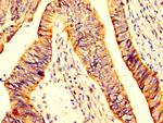 MYOC Antibody in Immunohistochemistry (Paraffin) (IHC (P))