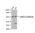 LANCL2 Antibody in Western Blot (WB)