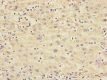 RXFP3 Antibody in Immunohistochemistry (Paraffin) (IHC (P))