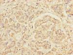 RXFP3 Antibody in Immunohistochemistry (Paraffin) (IHC (P))