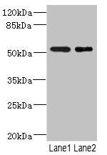 RXFP3 Antibody in Western Blot (WB)