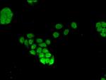 FOXQ1 Antibody in Immunocytochemistry (ICC/IF)