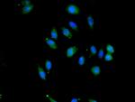 SAV1 Antibody in Immunocytochemistry (ICC/IF)