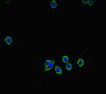 XKR8 Antibody in Immunocytochemistry (ICC/IF)