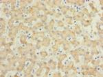 IL17RB Antibody in Immunohistochemistry (Paraffin) (IHC (P))