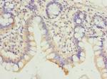 HDHD3 Antibody in Immunohistochemistry (Paraffin) (IHC (P))