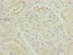 TRIM31 Antibody in Immunohistochemistry (Paraffin) (IHC (P))