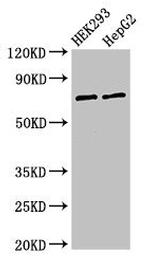 GTPBP4 Antibody in Western Blot (WB)