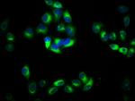 PACSIN2 Antibody in Immunocytochemistry (ICC/IF)