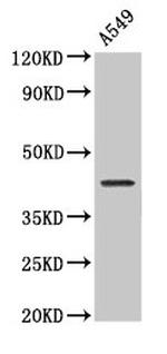 NDRG4 Antibody in Western Blot (WB)