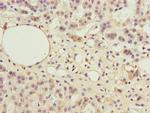 PPP2R3B Antibody in Immunohistochemistry (Paraffin) (IHC (P))