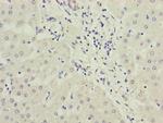 PPP2R3B Antibody in Immunohistochemistry (Paraffin) (IHC (P))