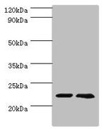 ASF1A Antibody in Western Blot (WB)