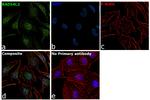 RAD54L2 Antibody in Immunocytochemistry (ICC/IF)