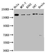 RAD54L2 Antibody in Western Blot (WB)