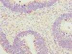 SPIN1 Antibody in Immunohistochemistry (Paraffin) (IHC (P))