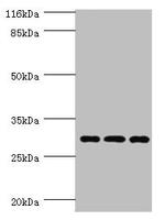 SPIN1 Antibody in Western Blot (WB)