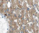 NYREN18 Antibody in Immunohistochemistry (Paraffin) (IHC (P))