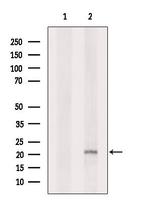 C1orf57 Antibody in Western Blot (WB)