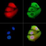 SLC4A1AP Antibody in Immunocytochemistry (ICC/IF)