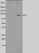 SLC4A1AP Antibody in Western Blot (WB)