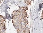 PHLDA2 Antibody in Immunohistochemistry (Paraffin) (IHC (P))