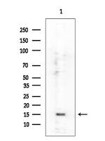 H3K23ac Antibody in Western Blot (WB)