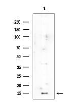 H3K23ac Antibody in Western Blot (WB)