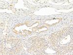 Phospho-LCK (Tyr505) Antibody in Immunohistochemistry (Paraffin) (IHC (P))