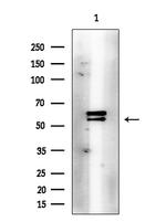 Phospho-LCK (Tyr505) Antibody in Western Blot (WB)