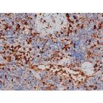 Phospho-CDC25A (Thr507) Antibody in Immunohistochemistry (Paraffin) (IHC (P))