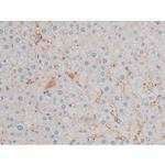 Phospho-CDC25A (Thr507) Antibody in Immunohistochemistry (Paraffin) (IHC (P))