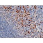 Phospho-CDC25A (Thr507) Antibody in Immunohistochemistry (Paraffin) (IHC (P))