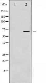 Phospho-CDC25A (Thr507) Antibody in Western Blot (WB)